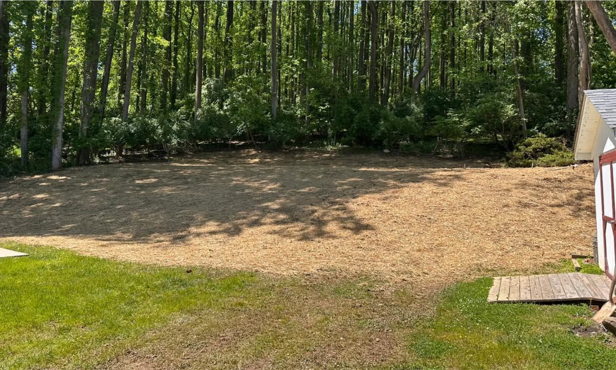 Wooded backyard clearing with dry dirt, grass edges, and a red shed on the right