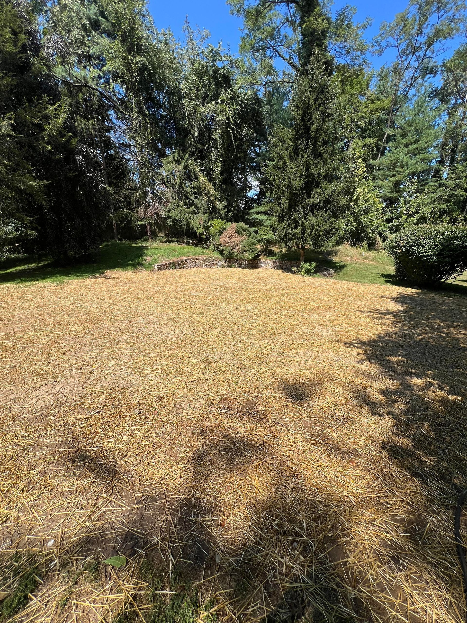 Newly Seeded Lawn with Straw Mulch