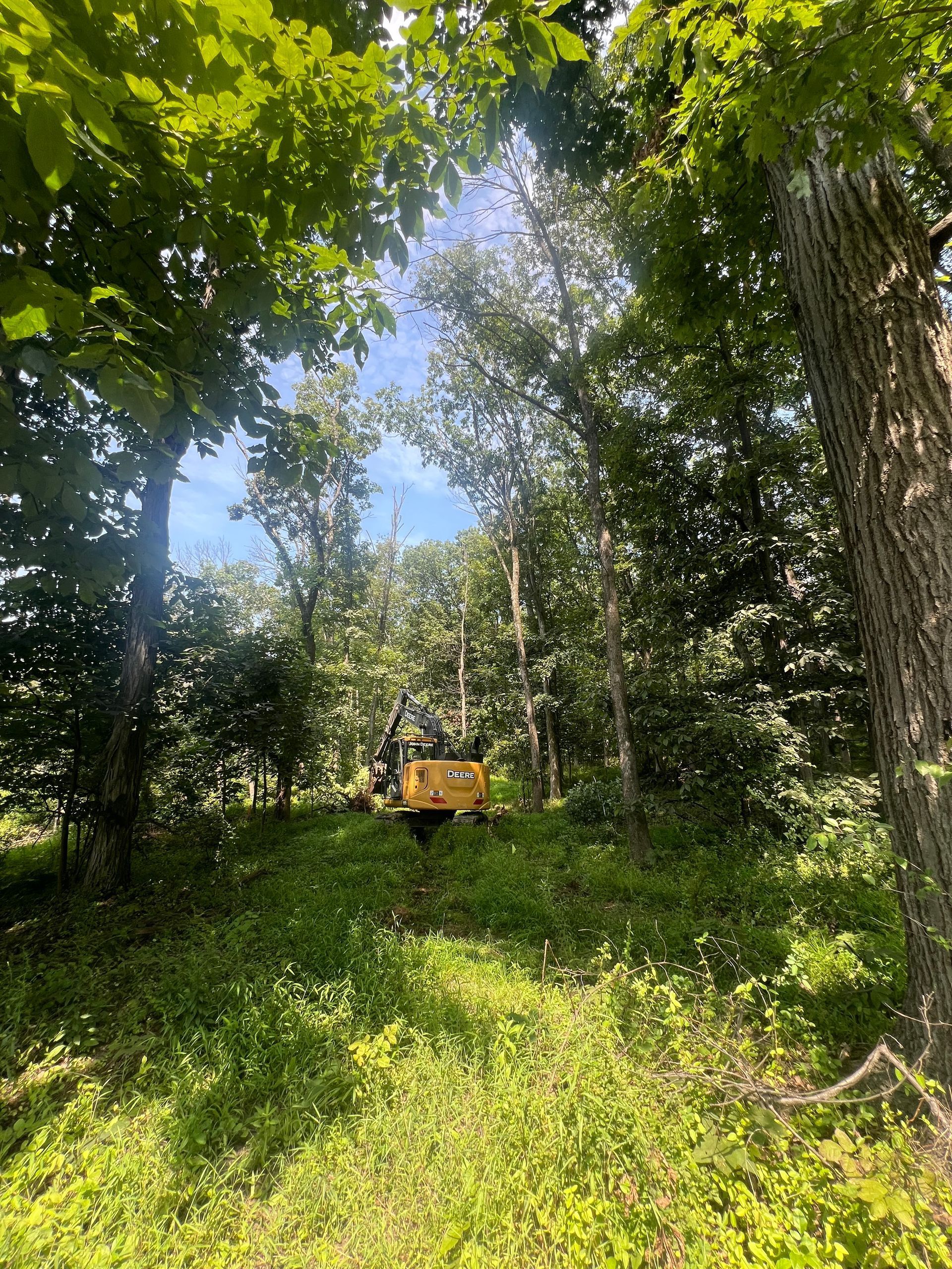 Yellow excavator in lush forest