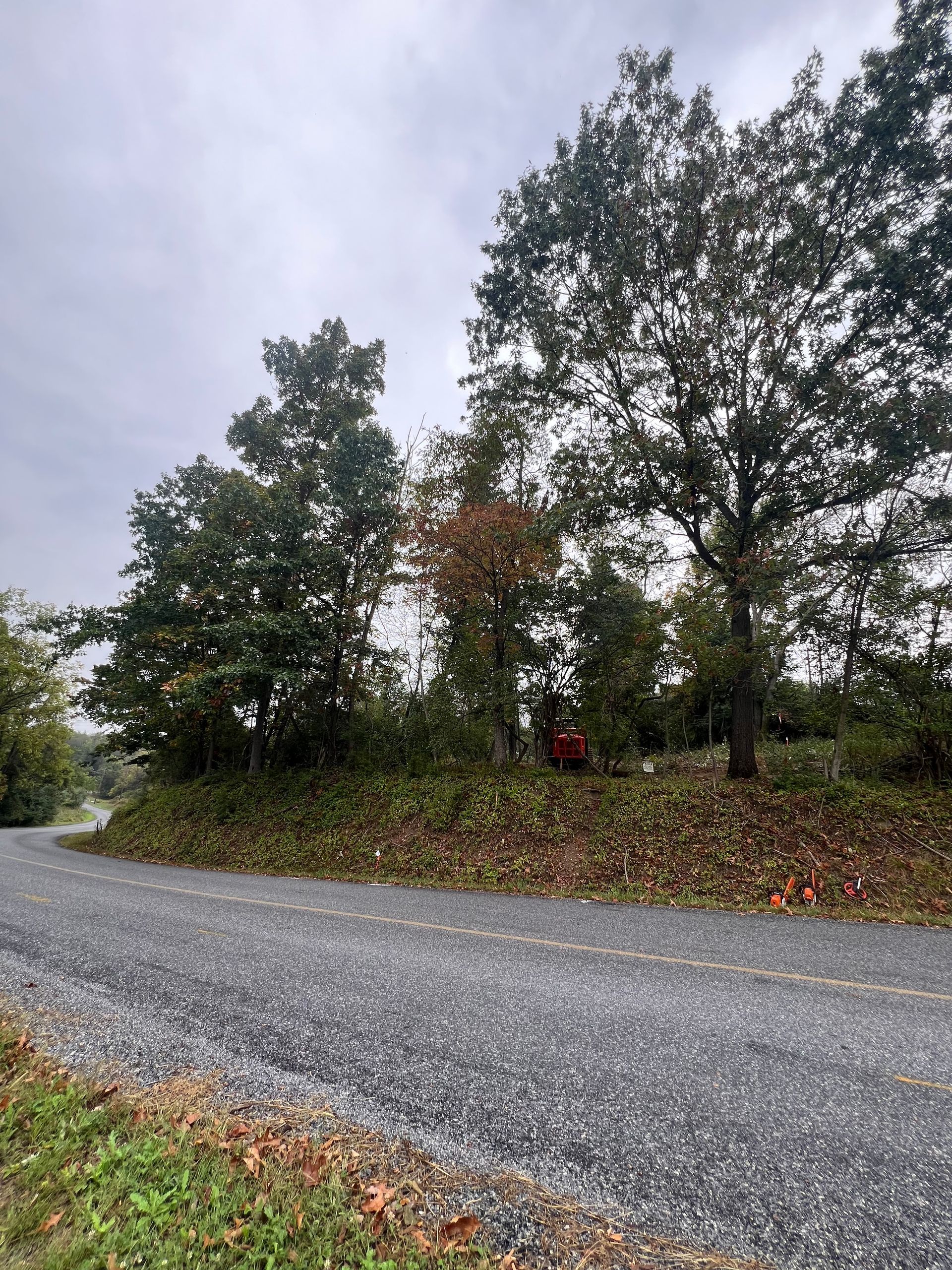 Gravel road curves past trees and a large pile of fallen leaves under an overcast sky.