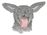 Kitty from Tales of Dog Named Kitty, a real-life, loveable pet from Minnesota