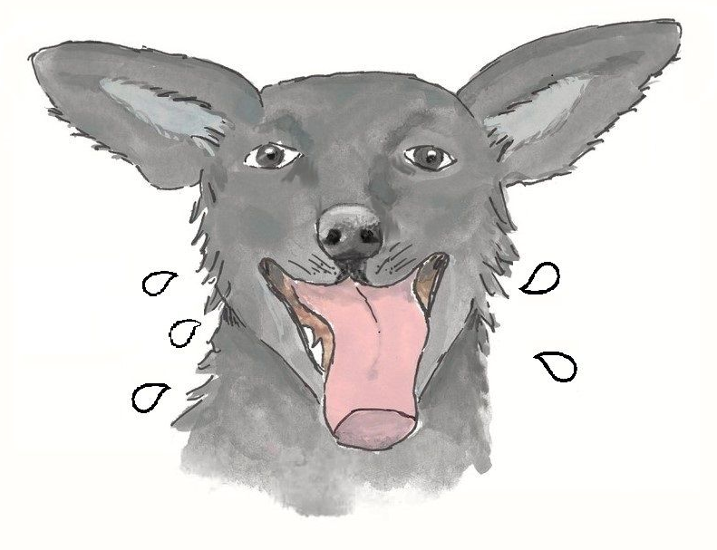 Kitty tells her favorite tales and life lessons in her book Tales of a Dog Named Kitty