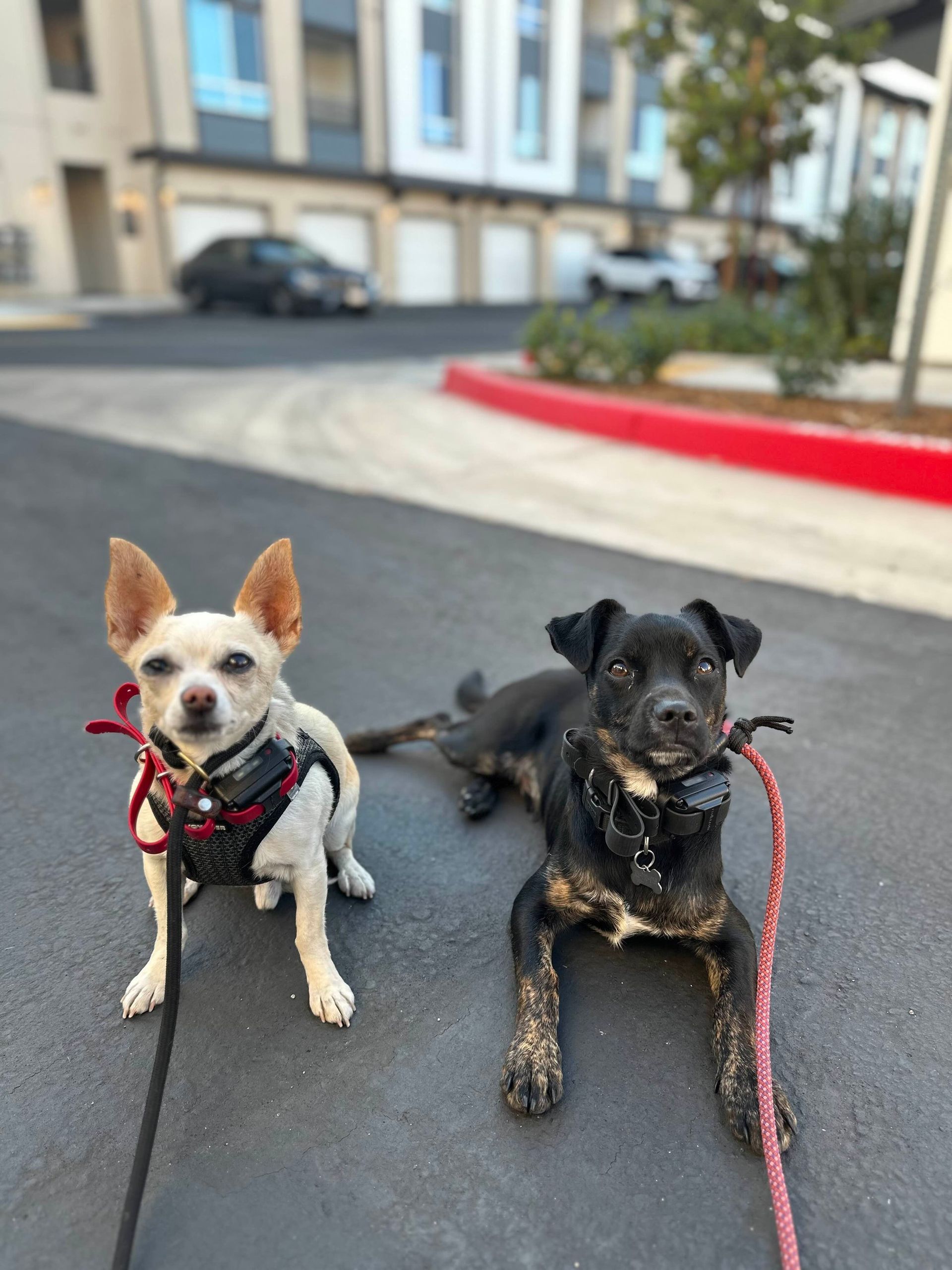 Two dogs on leashes on asphalt; one light, one dark, in front of an apartment building.