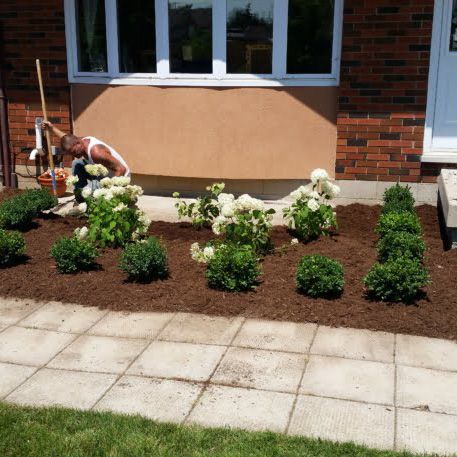 A red brick house facade with a white window, white flower bed, and green shrubs planted in front.