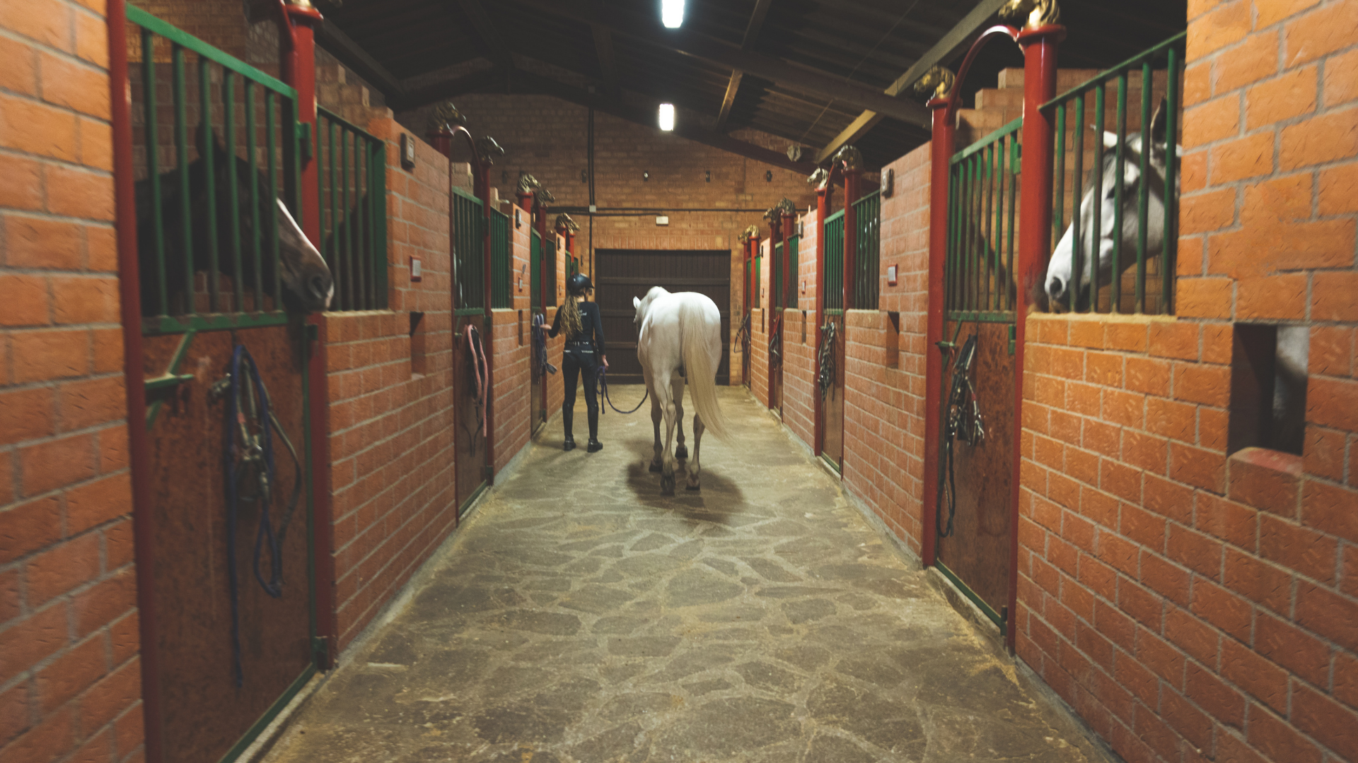 Un cheval blanc est mené par une personne dans l'allée en briques d'une écurie, avec des portes de box de chaque côté.