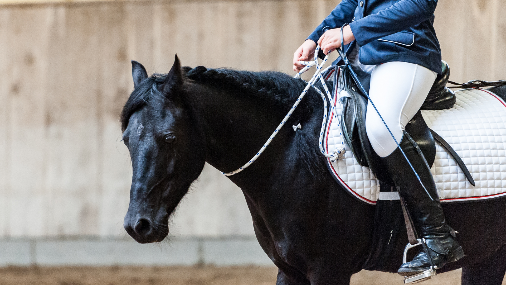 Cheval noir monté en intérieur, avec un cavalier en veste bleue et culotte blanche.