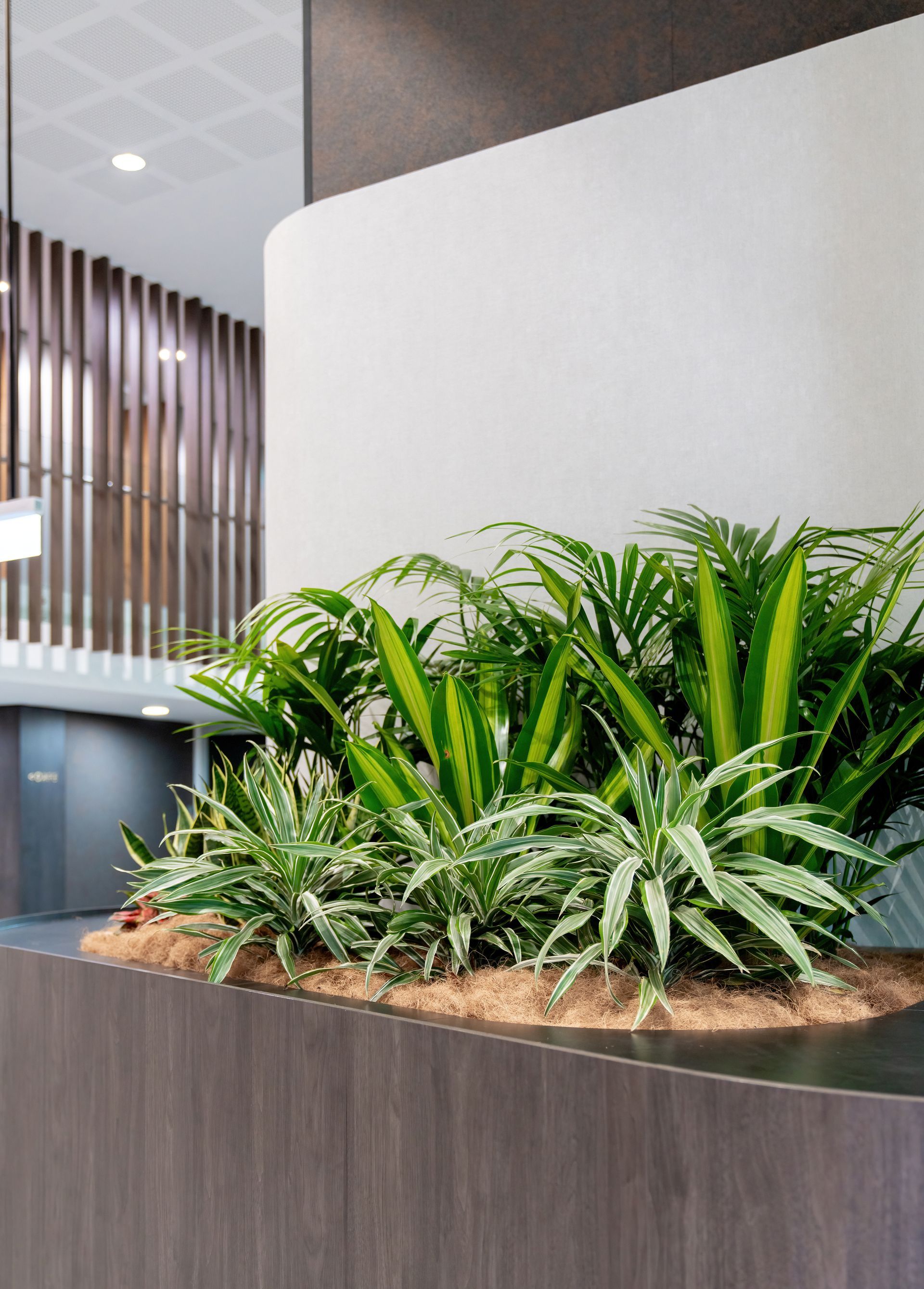 Modern Lobby Planter With Lush Green Plants — PKJ Design in Unanderra, NSW