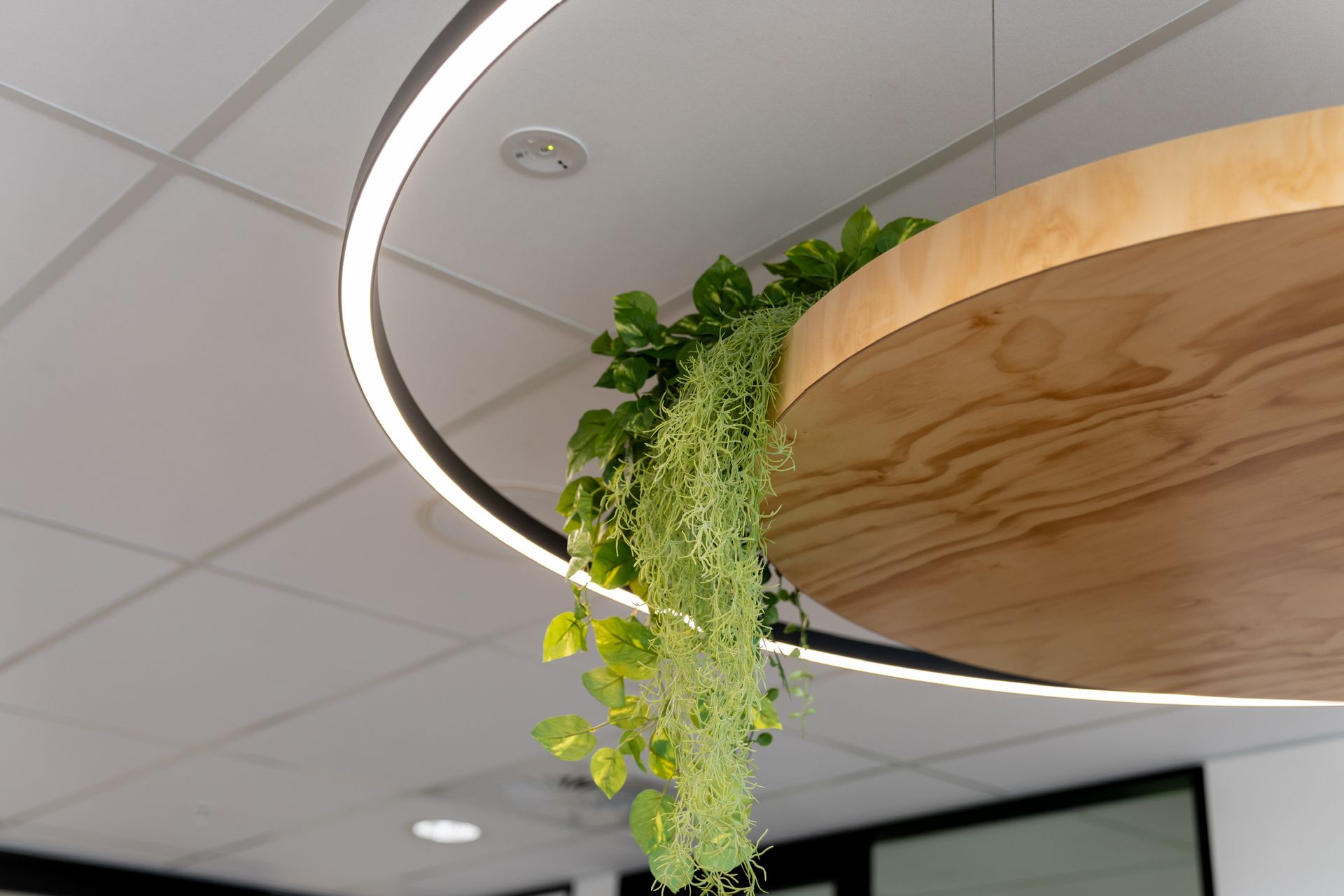 Suspended Wooden Planter With Trailing Green Plants — PKJ Design in Unanderra, NSW