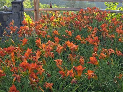A field of orange flowers with a wooden fence in the background