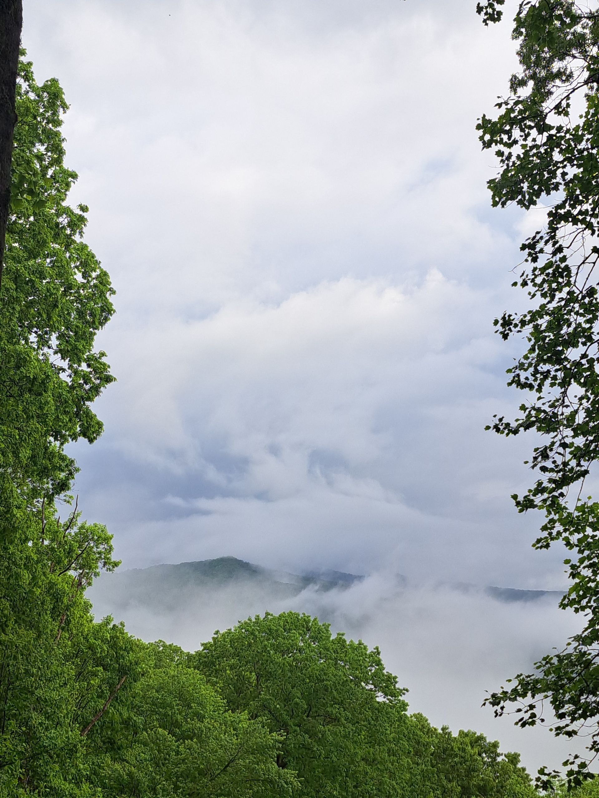 A view of a foggy mountain range through the trees