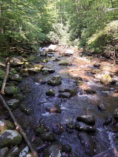 A creek flowing through a lush green forest surrounded by rocks and trees.