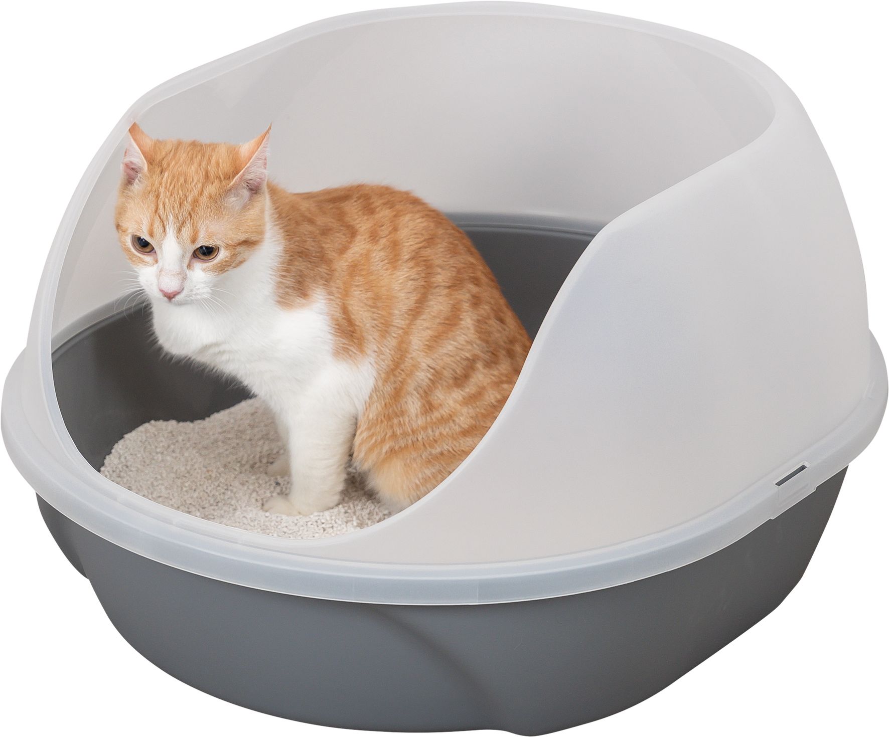 Un chat orange et blanc est assis dans une litière