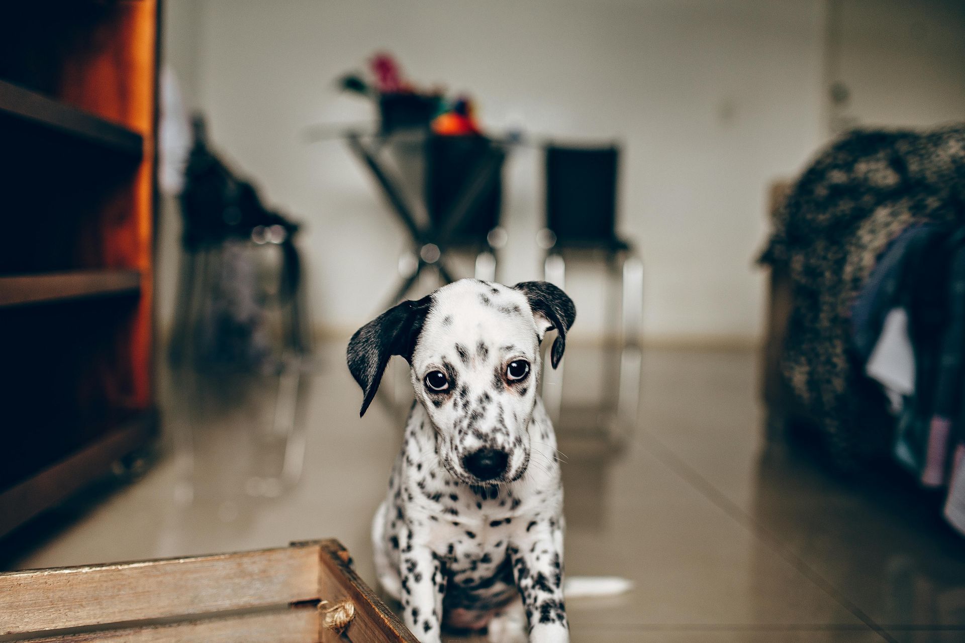 Un chiot dalmatien est assis sur une caisse en bois dans un salon.