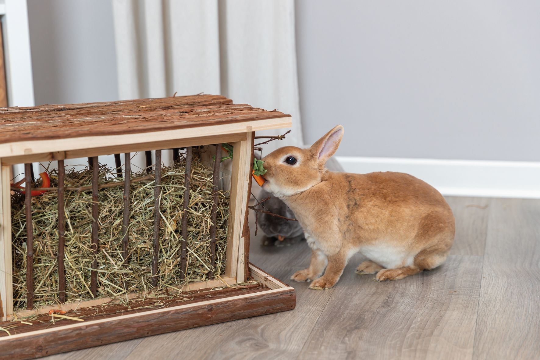 Un lapin mange une carotte dans une mangeoire à foin.