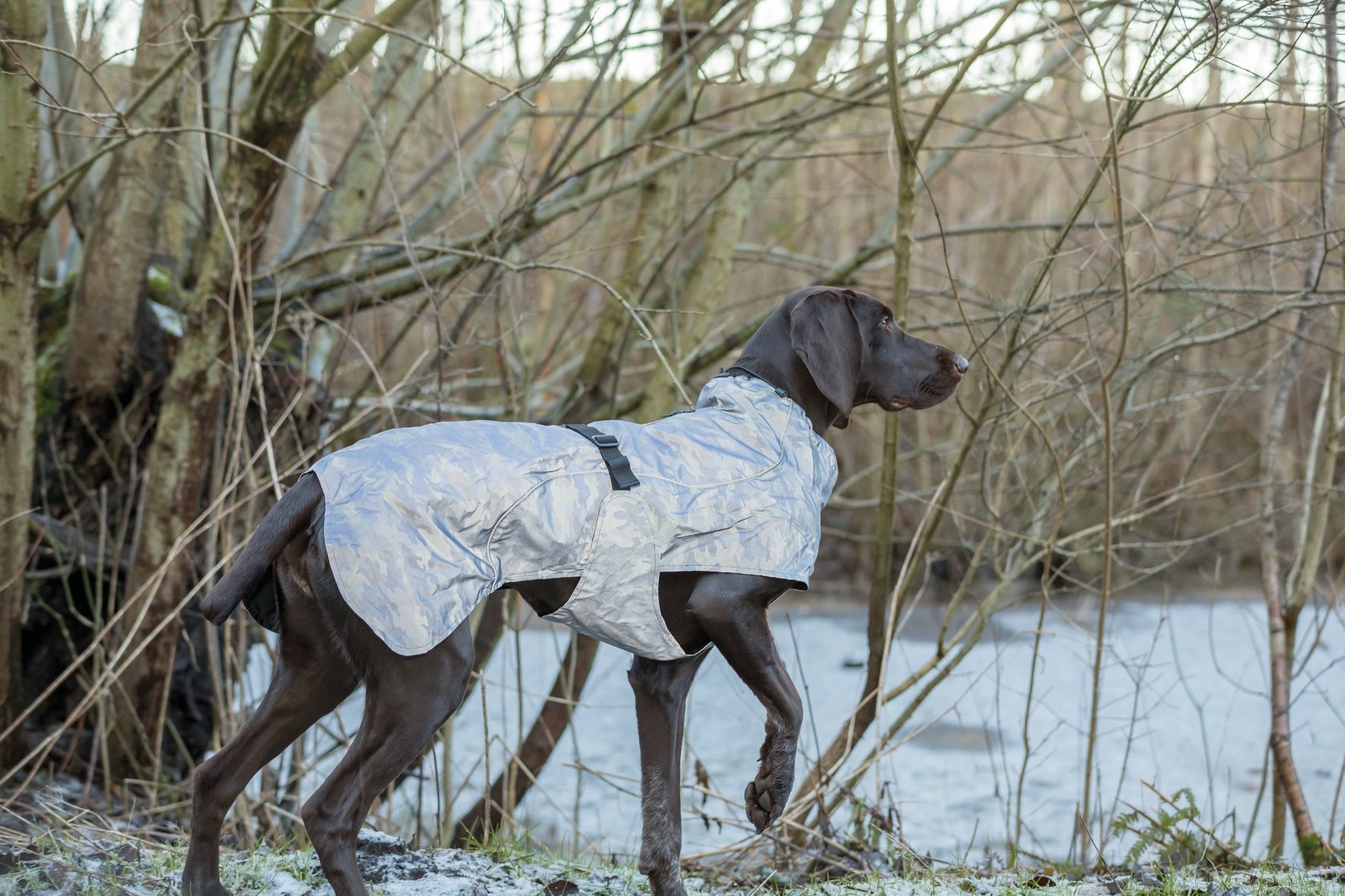 Un chien portant un imperméable se tient debout dans les bois.