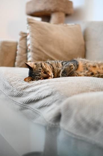Un chat dort sur un canapé dans un salon.