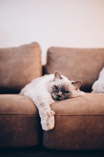 Un chat blanc est allongé sur un canapé marron.