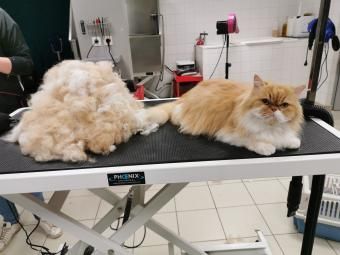 Deux chats sont allongés sur une table de toilettage.