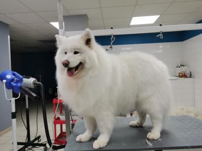 Un chien blanc se tient debout sur une table dans un salon de toilettage.