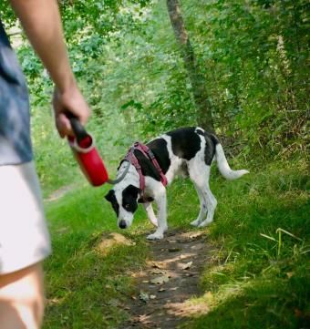 Une personne promène un chien noir et blanc en laisse.