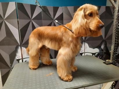 Un cocker spaniel est debout sur une table de toilettage.