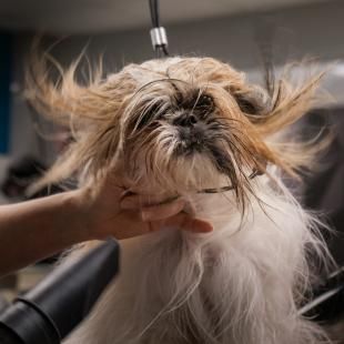 Gros plan d'une personne séchant les poils d'un chien.