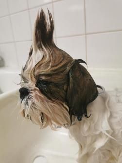 Un chien shih tzu prend un bain dans une baignoire.