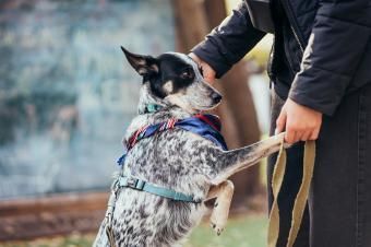 Une personne caresse un chien en laisse.