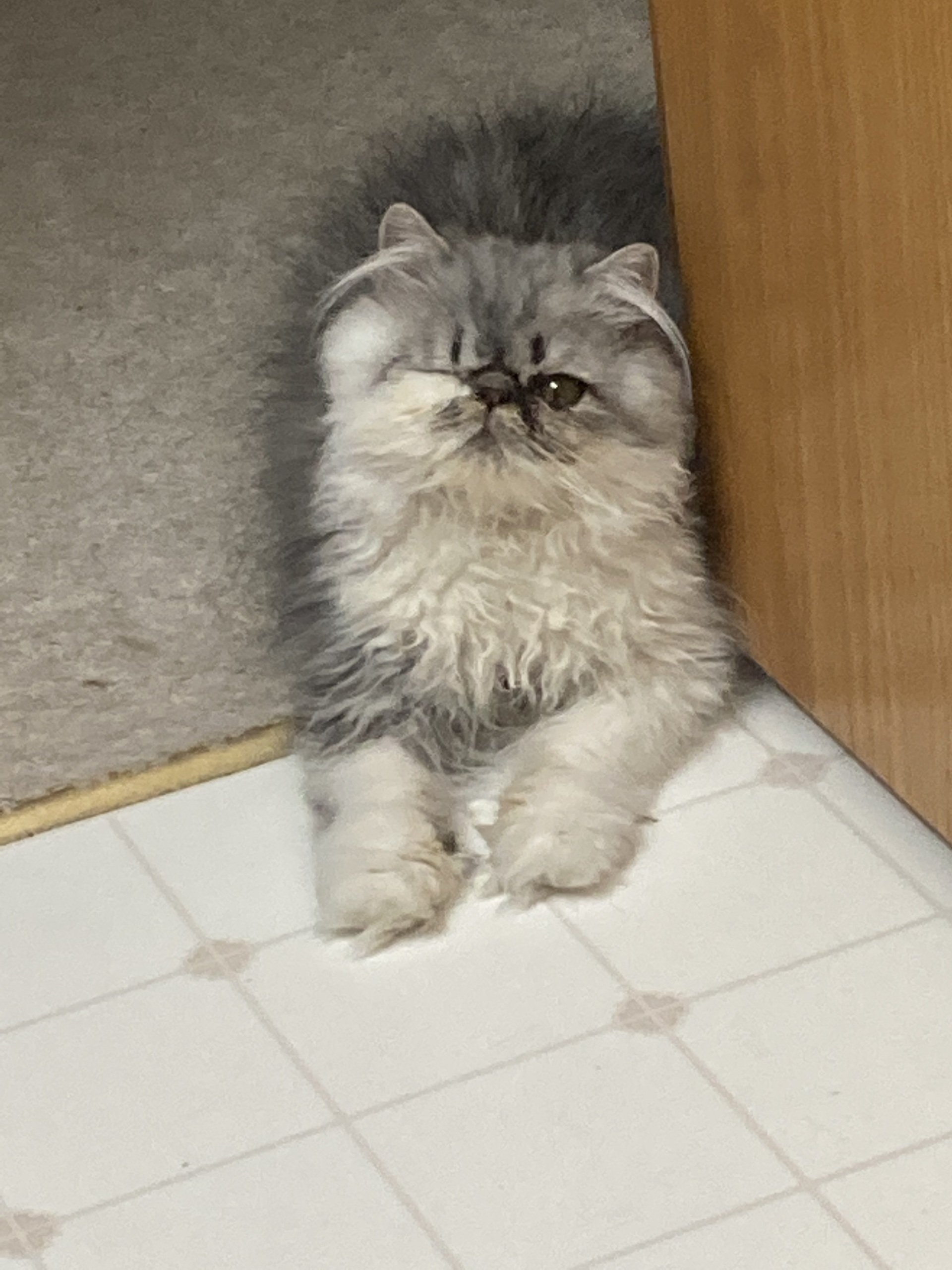 Vet Services Maplewood, MN Century Animal Clinic