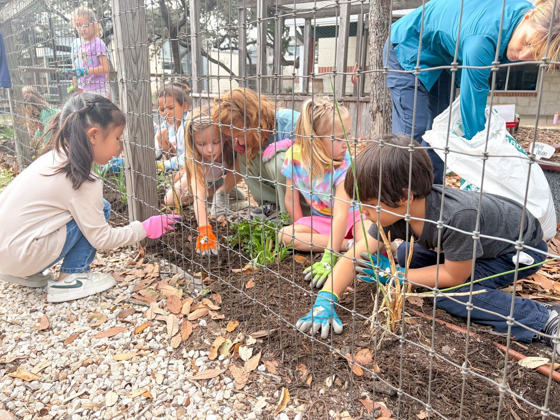Five primary students transplanting flowers along the fence.