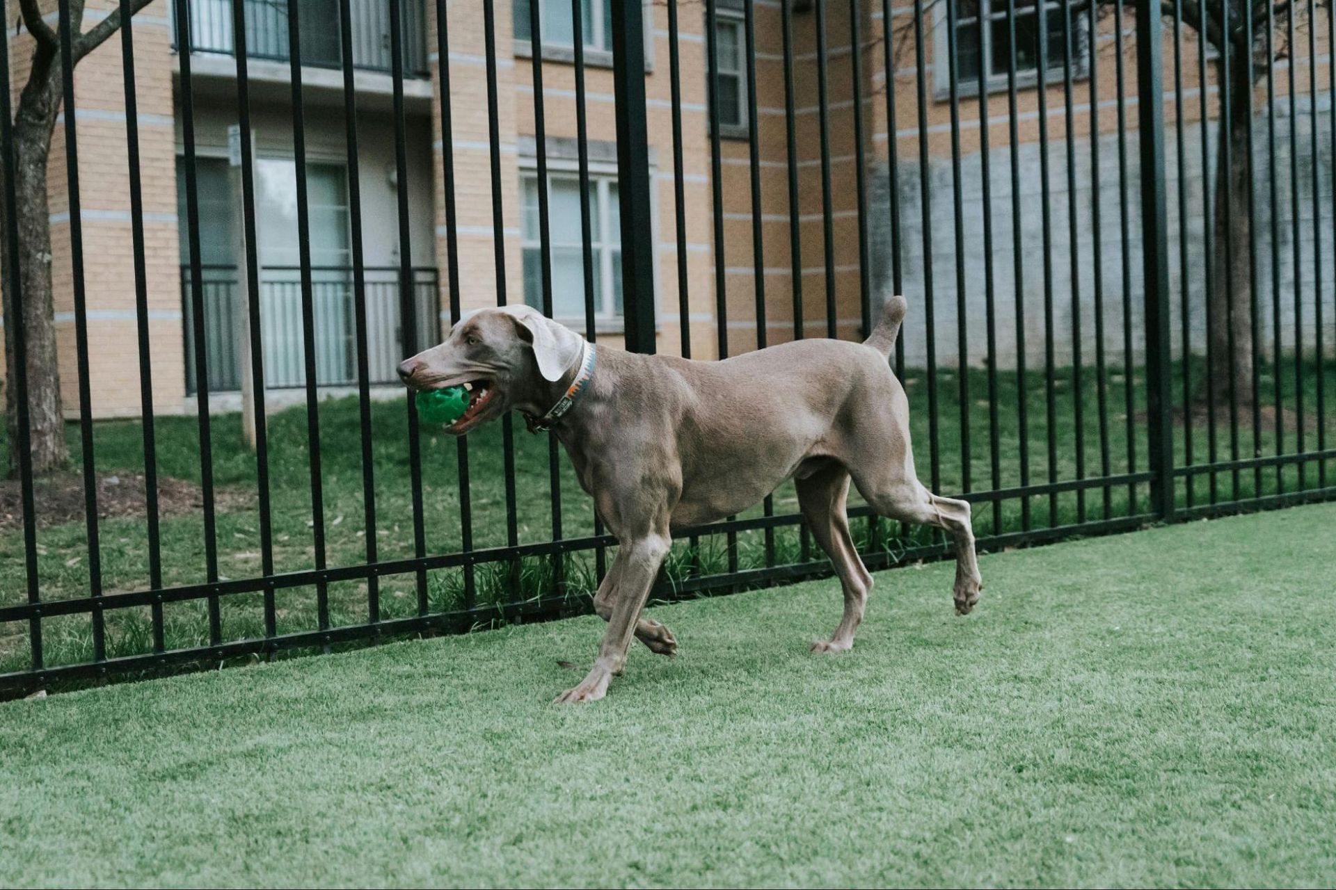 A dog is running with a ball in its mouth.