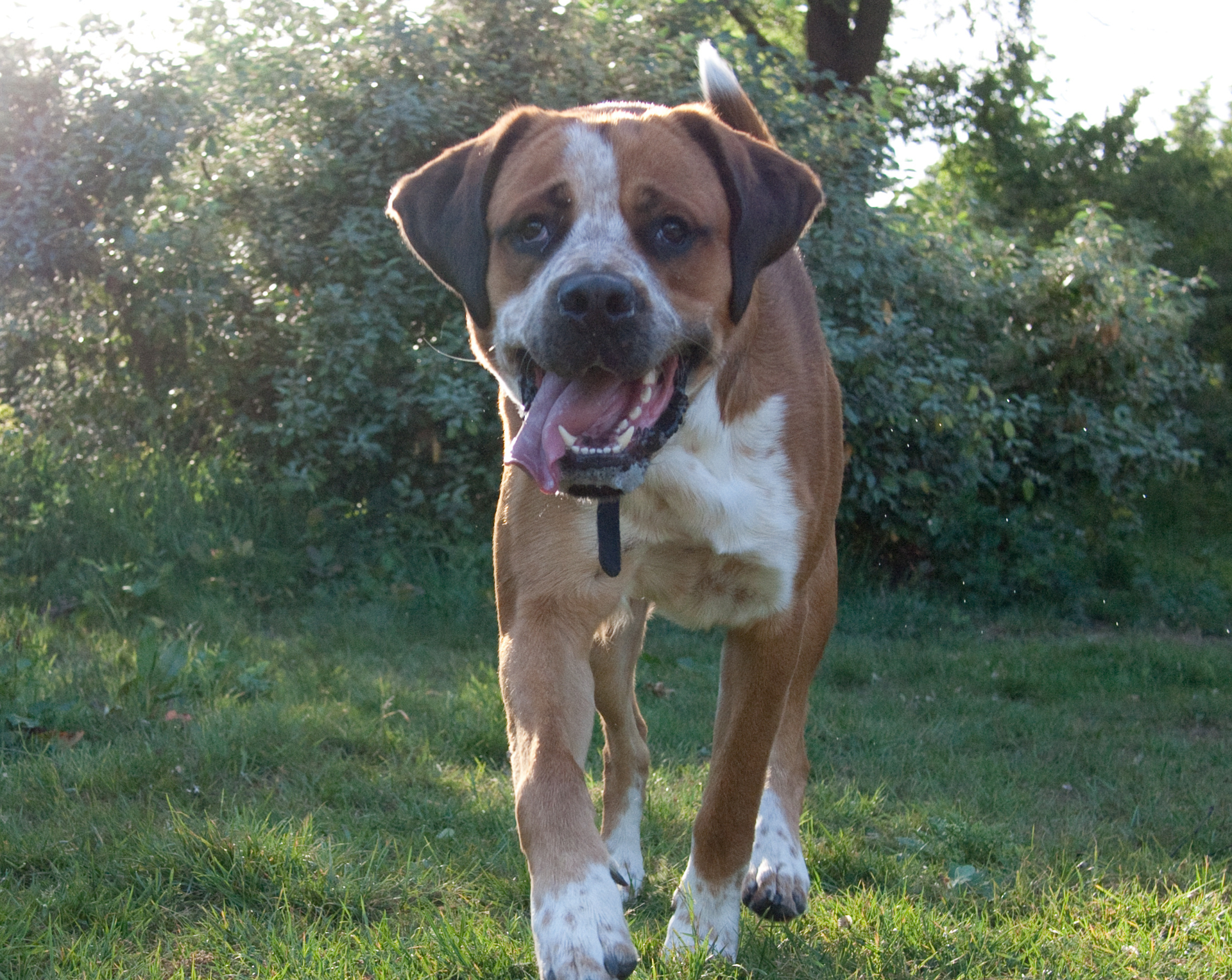 Brown and white dog with tongue out, running in grassy yard.