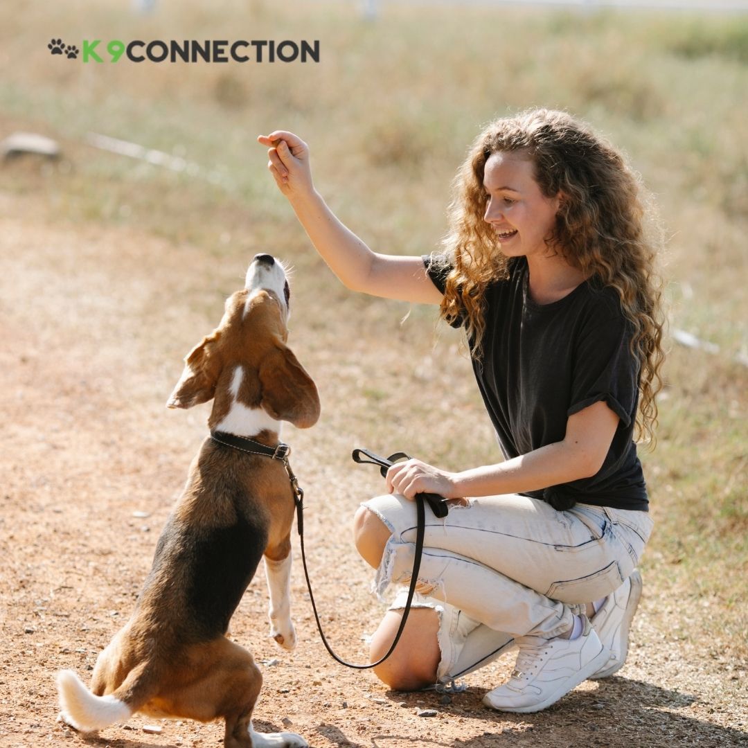 Woman training a beagle dog outdoors, using a treat.