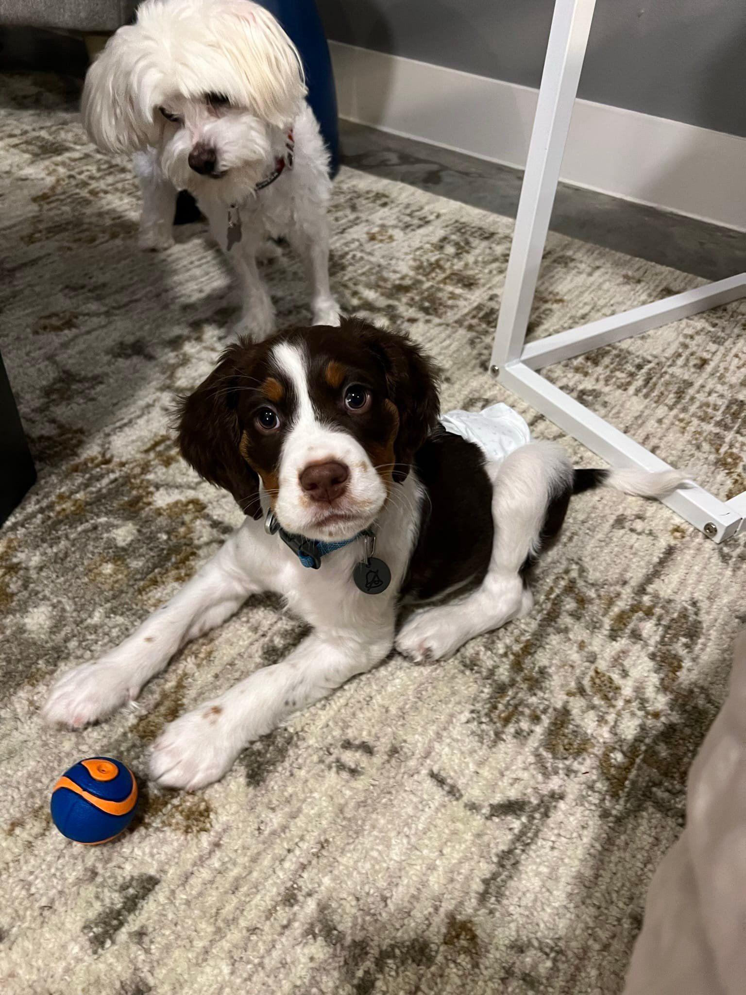 Brown and white dog lying on rug, looking at camera. White dog in background.