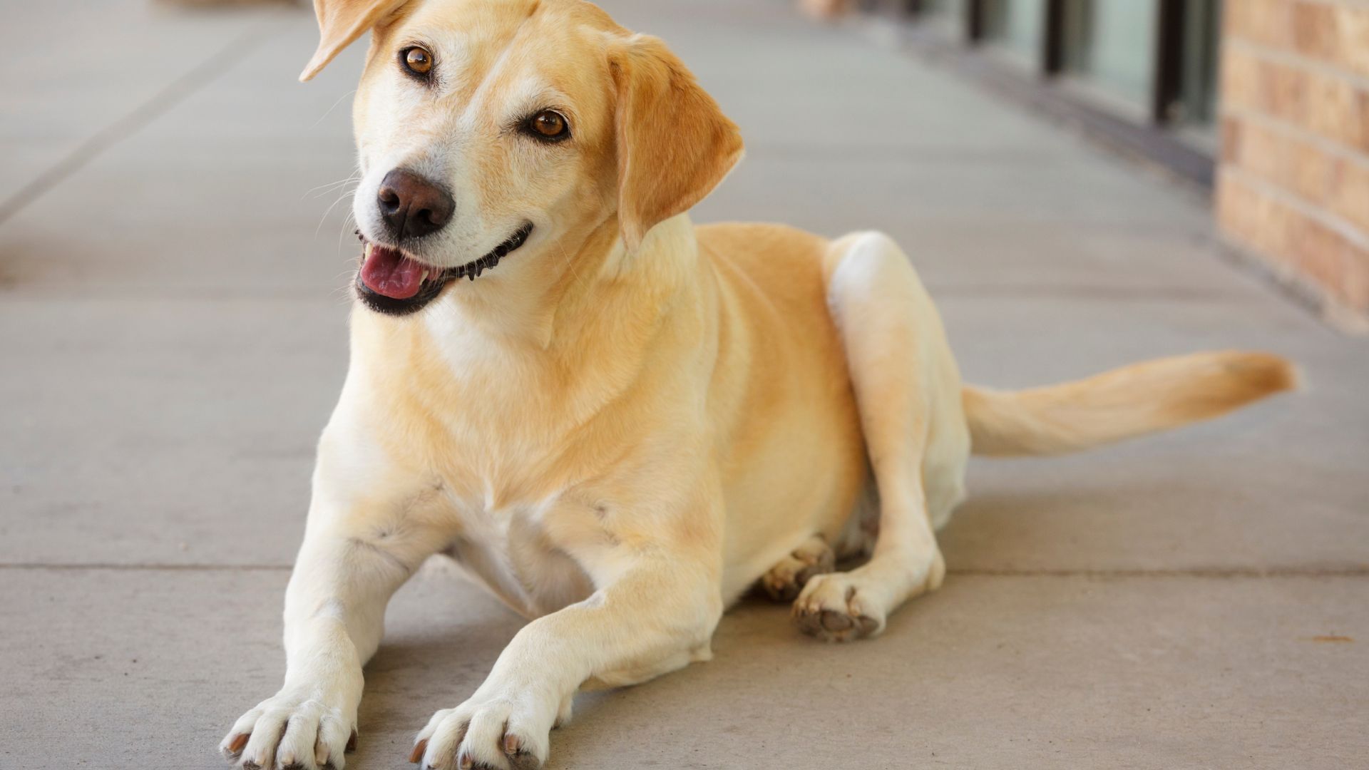 Yellow Labrador Retriever lies on a concrete surface, panting with a happy expression.