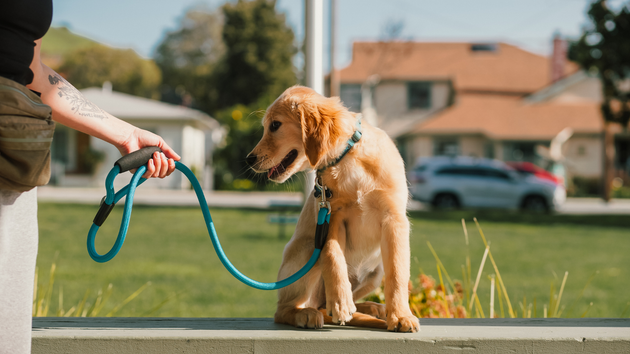 Golden retriever puppy on a leash, sitting outside. Person holding the leash. Houses and cars in the background.