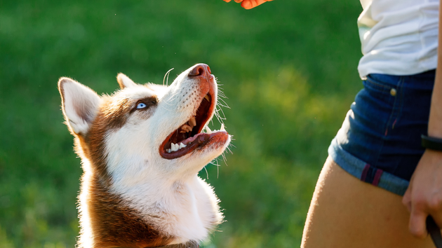 Husky with blue eyes looks up at a person holding something, on a grassy field.