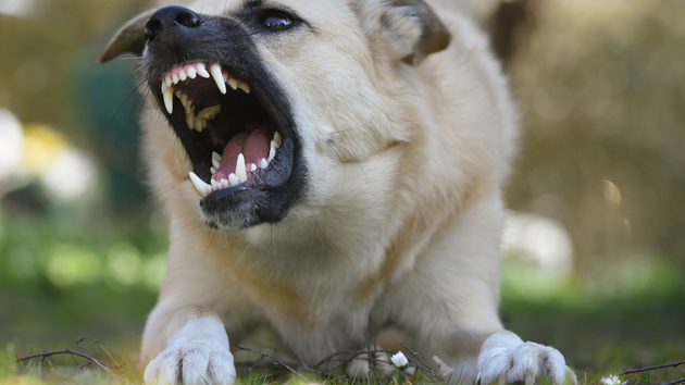 Dog baring teeth and growling, showing aggression. Light fur, outdoor setting.