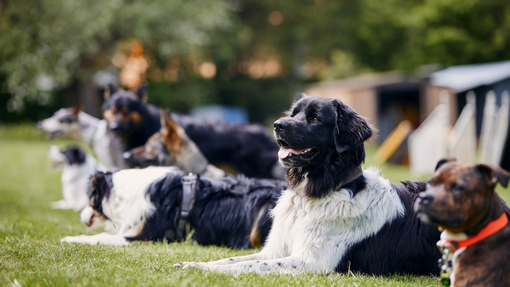 Dogs of various breeds lying on grass in a backyard, looking attentively.