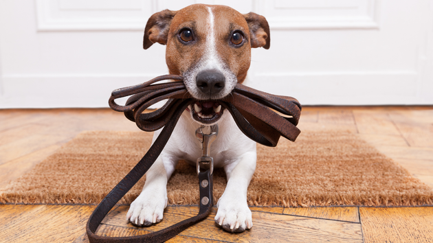 Dog holding a leather leash in its mouth, waiting by a door.