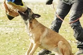 Dog training with a bite sleeve beside a handler in a grassy field