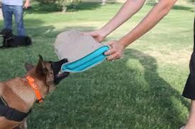 Person gives a blue frisbee to a dog wearing an orange harness on a grassy lawn.