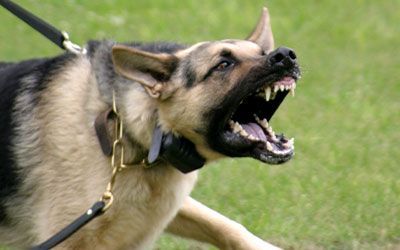 German shepherd on a leash barking with mouth open, standing on grass outdoors
