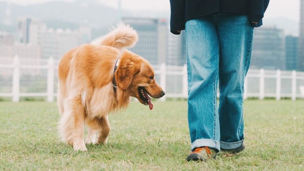 Golden retriever dog on a leash walking on grass towards person in blue jeans.