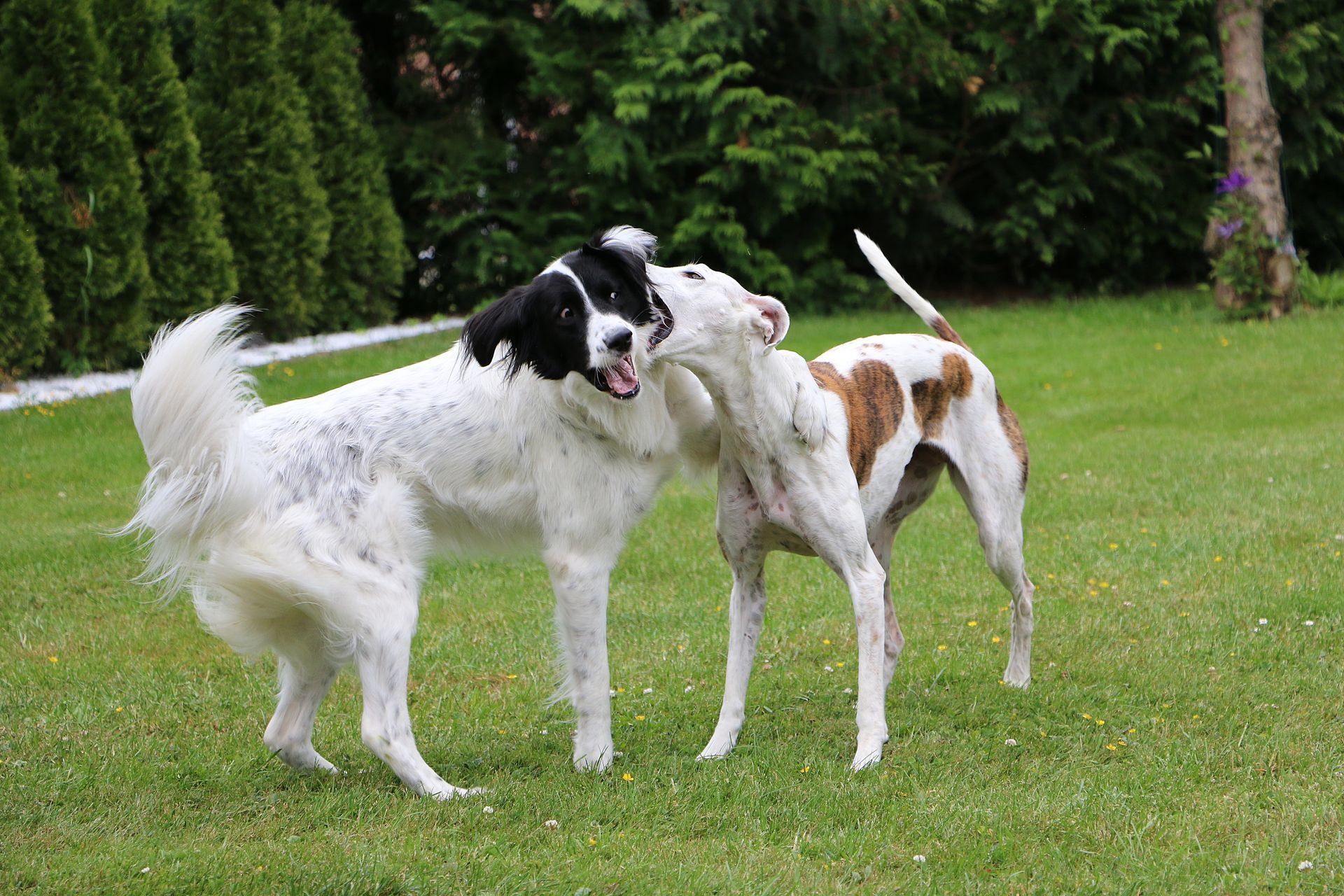 Two dogs playing on green grass; one white and black, the other white and brown.