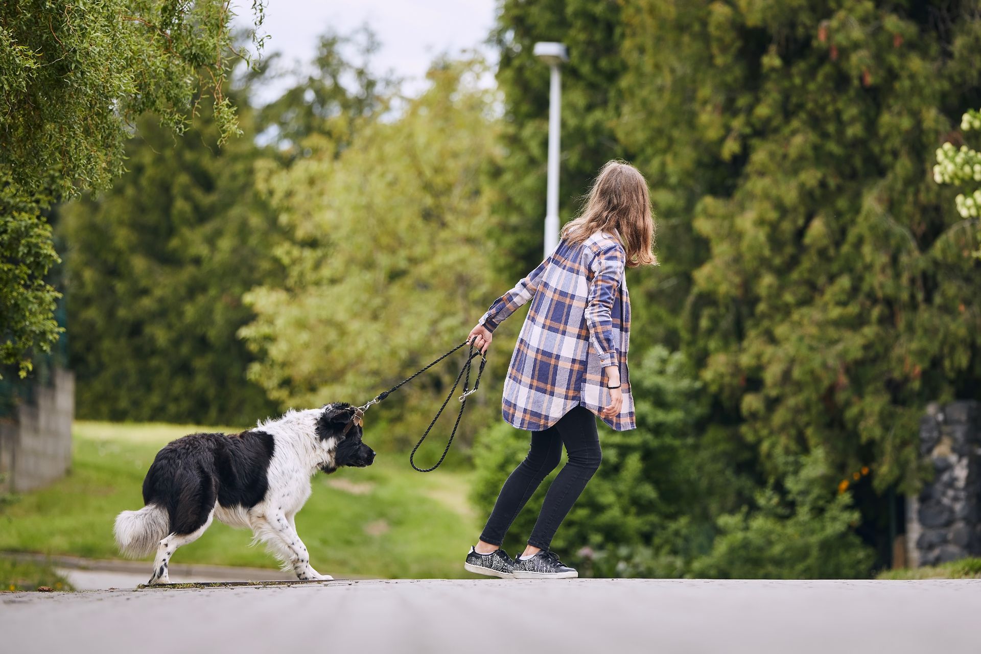 Girl walking a black and white dog on a leash down a tree-lined street.