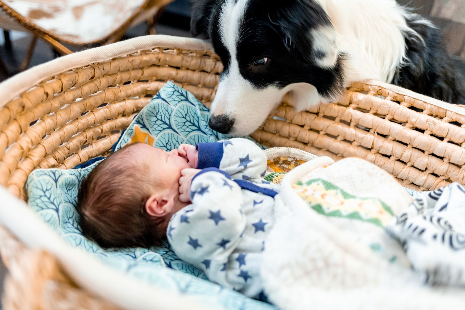 Border Collie looks at a newborn baby lying in a woven bassinet.