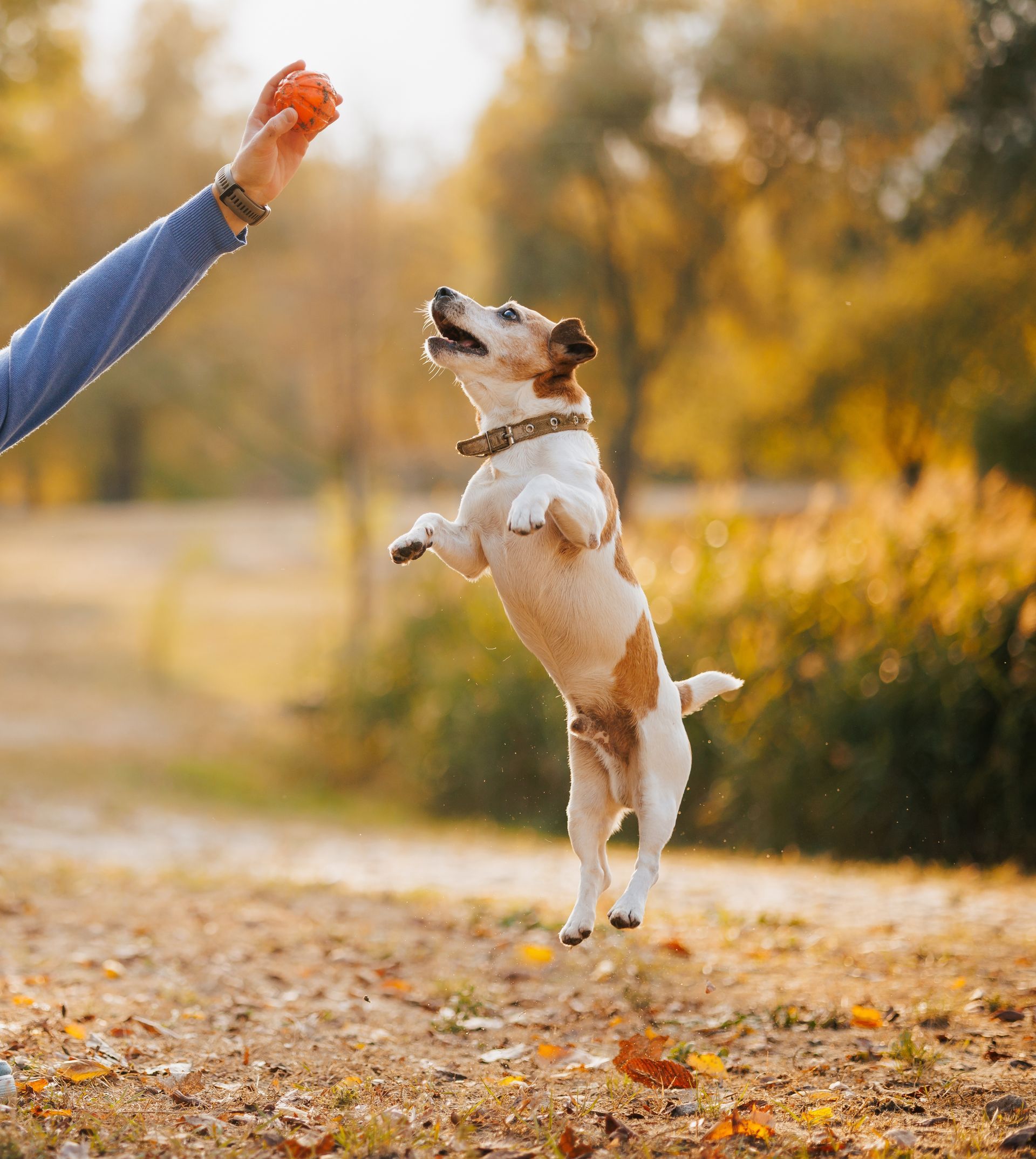 Dog jumping in the air for a ball held by a person outdoors in a park.