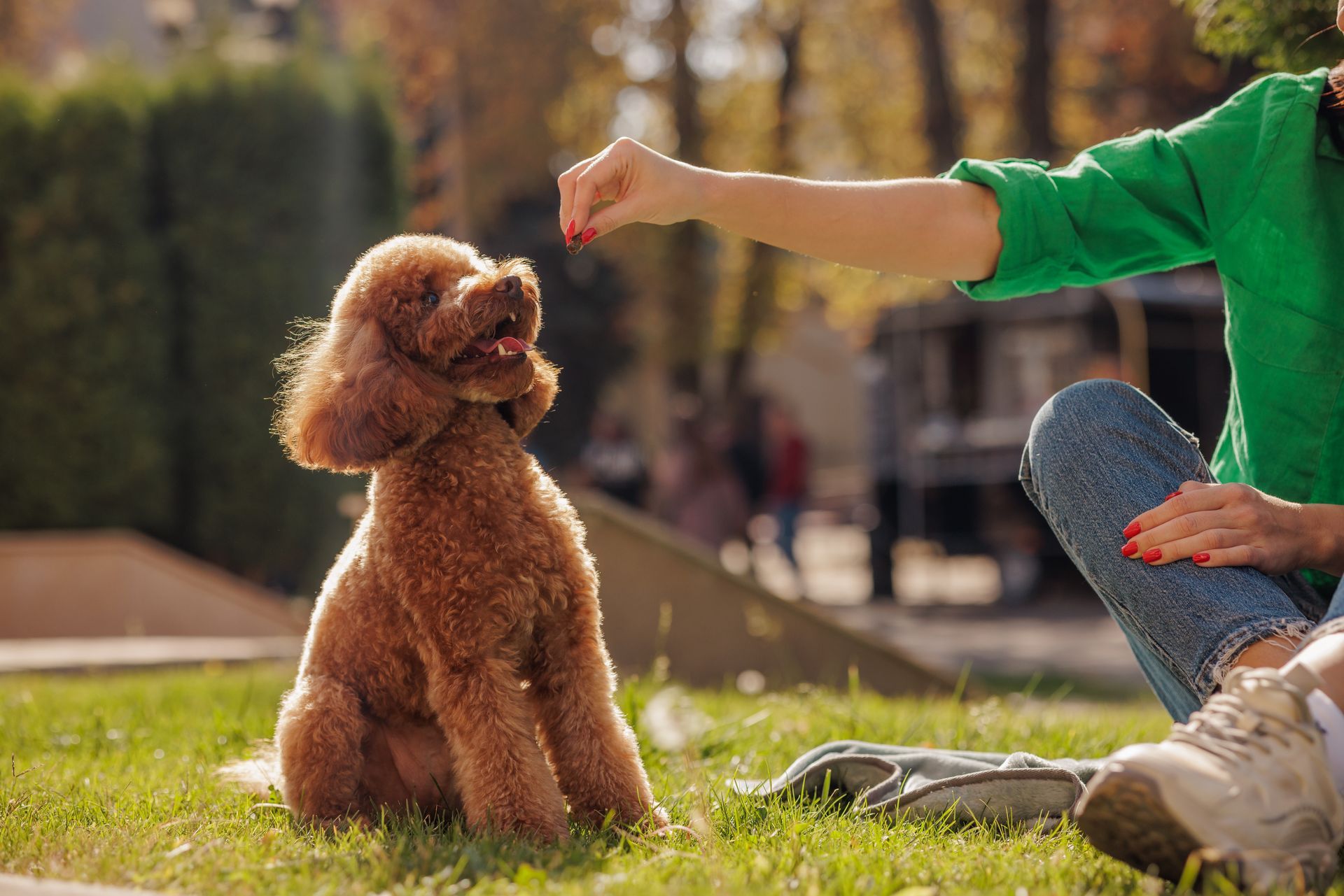 Brown poodle sits on grass, looking up at a person holding a treat. Park setting with sunlight.