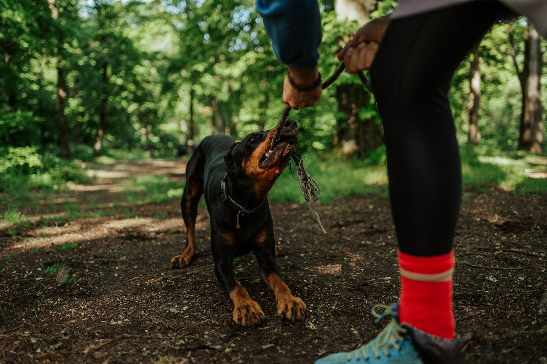 Dog tugging on a stick held by a person in a forest. Dog is black and brown, person has on red socks.